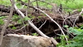 Жительница Новосибирска пожаловалась на свалки и хаос на Гусинобродском кладбище