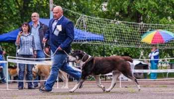 Наследники степей: заводчик из Краснодара развеивает главные мифы об алабаях