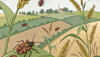 Энтомолог рассказал, почему мраморные клопы заполонили Кубань и как с ними бороться