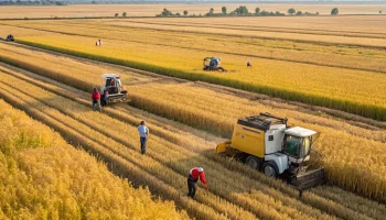 На Кубани стартовала массовая уборка урожая риса на площади 115 тысяч гектаров