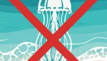 Ученые испытают сети против медуз в первой половине сентября